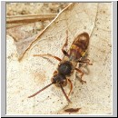 Nomada flava  - Wespenbiene w14.jpg